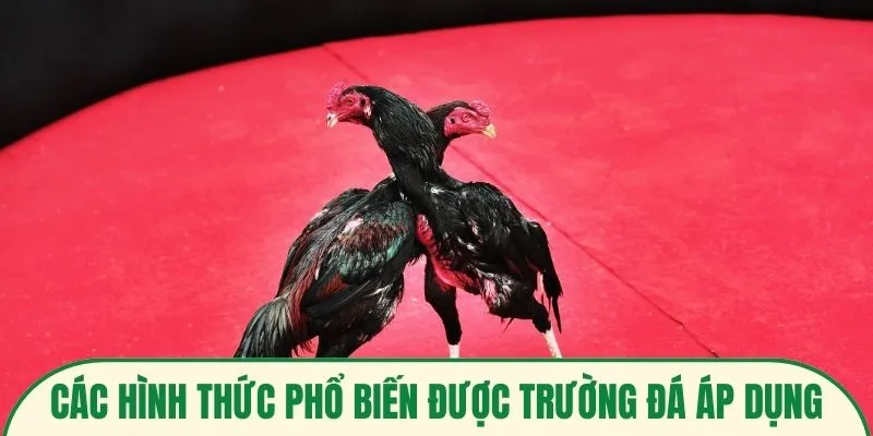 Các hình thức phổ biến được trường đá áp dụng
