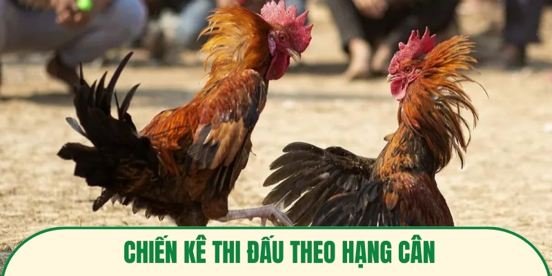 Chiến kê thi đấu theo hạng cân