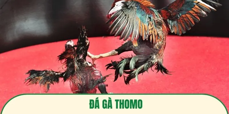 ảnh đại diện đá gà thomo
