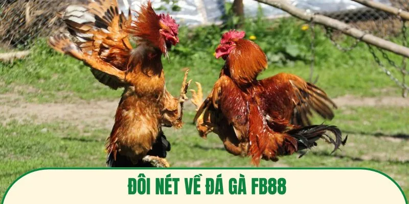 Đôi nét về đá gà FB88