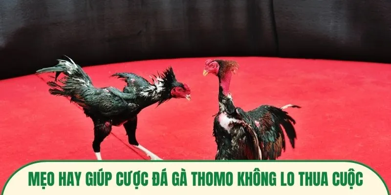 Mẹo hay giúp cược đá gà Thomo không lo thua cuộc