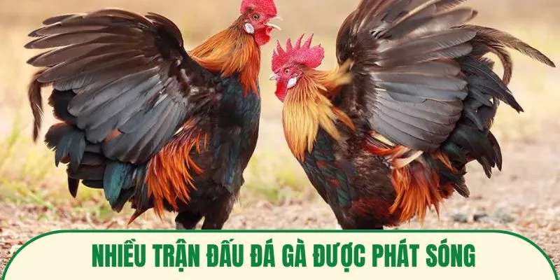 Nhiều trận đấu hấp dẫn được phát sóng tại sảnh đá gà FB88