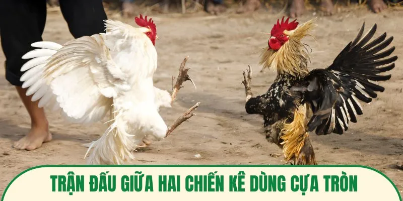 Trận đấu giữa hai chiến kê dùng cựa tròn tại sảnh đá gà FB88
